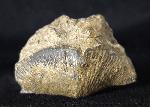 Syringothyris cf. cuspidata (MARTIN 1796) - Bild © FossNet FossilienStore